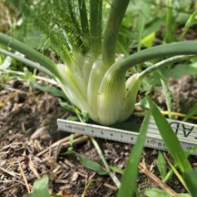 Fenchel4 2026-07-08 17.38.